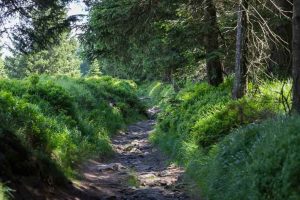 Wellness in the Harz Mountains - Ulmer Weg